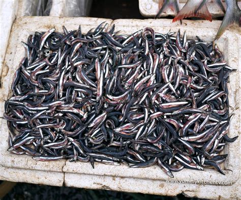 dilis fish|The lowly dilis is a rich source of calcium, protein, and .